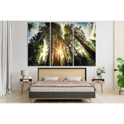 Tall Forest Sequoias №SL523 Ready to Hang Canvas PrintCanvas art arrives ready to hang, with hanging accessories included and no additional framing required. Every canvas print is hand-crafted, made on-demand at our workshop and expertly stretched around