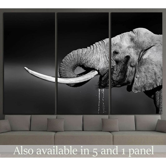 Elephant bull with large tusks in Addo National Park №1330 Ready to Hang Canvas PrintCanvas art arrives ready to hang, with hanging accessories included and no additional framing required. Every canvas print is hand-crafted, made on-demand at our workshop