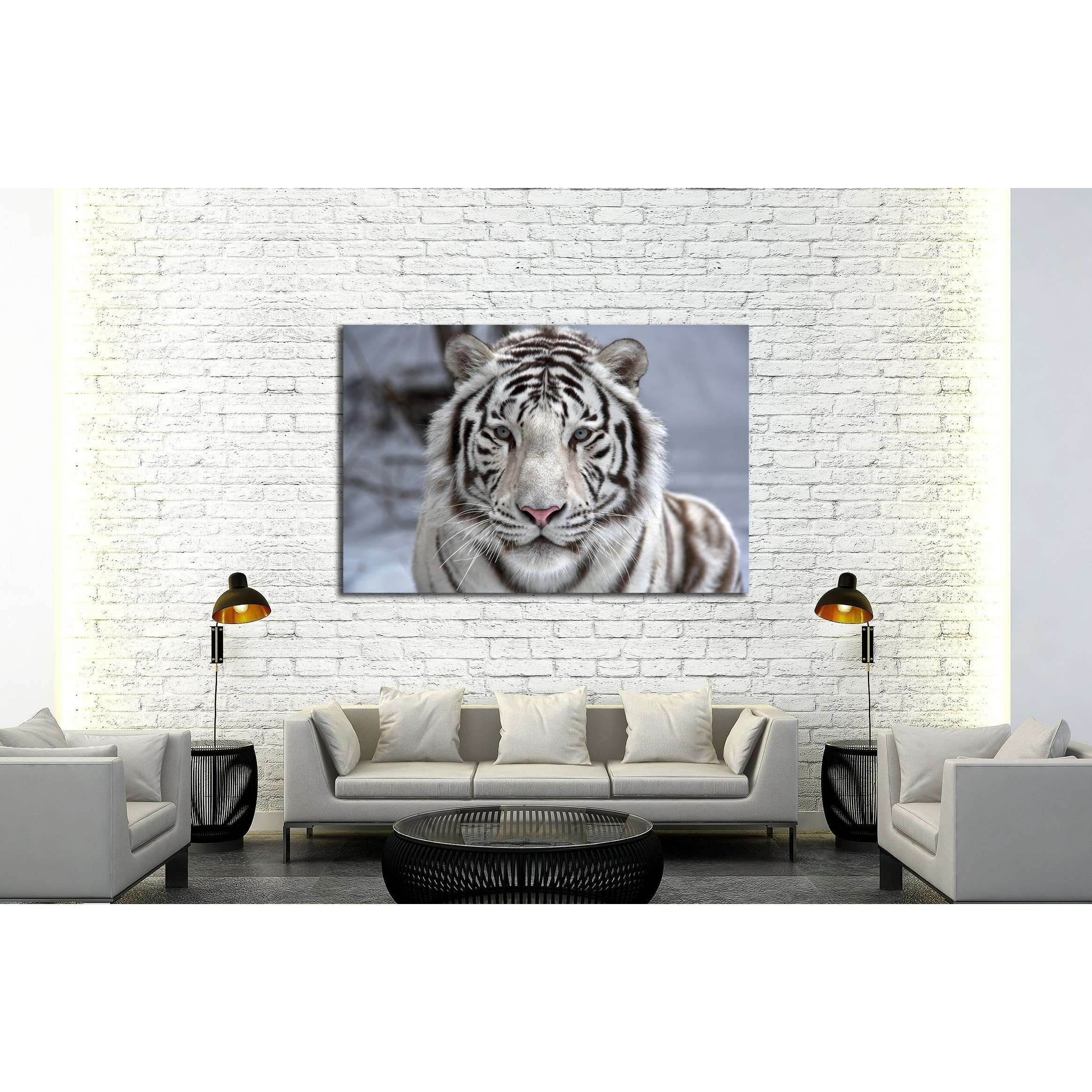 Photo & Art Print Face to face with white bengal tiger